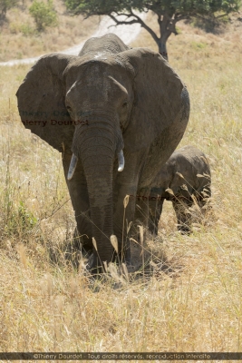 449 - ELEPHANTS - TANZANIE - Parc du Serengeti - août 2019