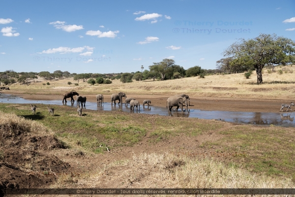 450 - FAMILLE ELEPHANTS - TANZANIE - Parc du Serengeti - août 2019