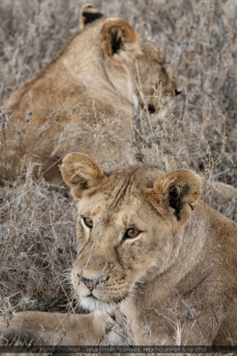 451 - REPOS A L'OMBRE - TANZANIE - Parc du Serengeti - août 2019