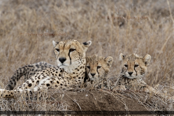 452 - FAMILLE LEOPARDS - TANZANIE - Parc du Serengeti - août 2019