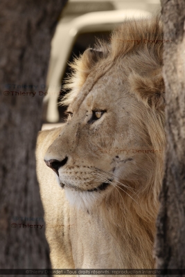 453 - LE ROI LION - TANZANIE - Parc du Serengeti - août 2019