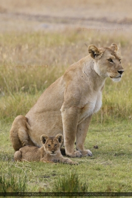 454 - LIONNE ET SON PETIT - TANZANIE - Parc du Serengeti - août 2019