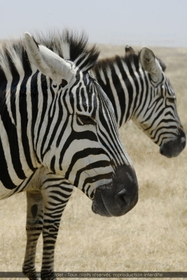455 - ZEBRES - TANZANIE - Parc du Serengeti - août 2019