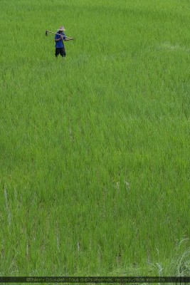 257 - RIZIERES - THAILANDE - Chang Mai - aout 18