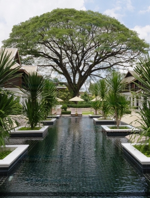 331 - L'ARBRE - THAILANDE - Chang Mai - août 2018