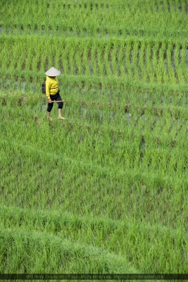 374 - LABEUR DES RIZIERES - VIETNAM - Pu Luong - août 2022