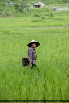 378 - LA RECOLTE - VIETNAM - Pu Luong - août 2022